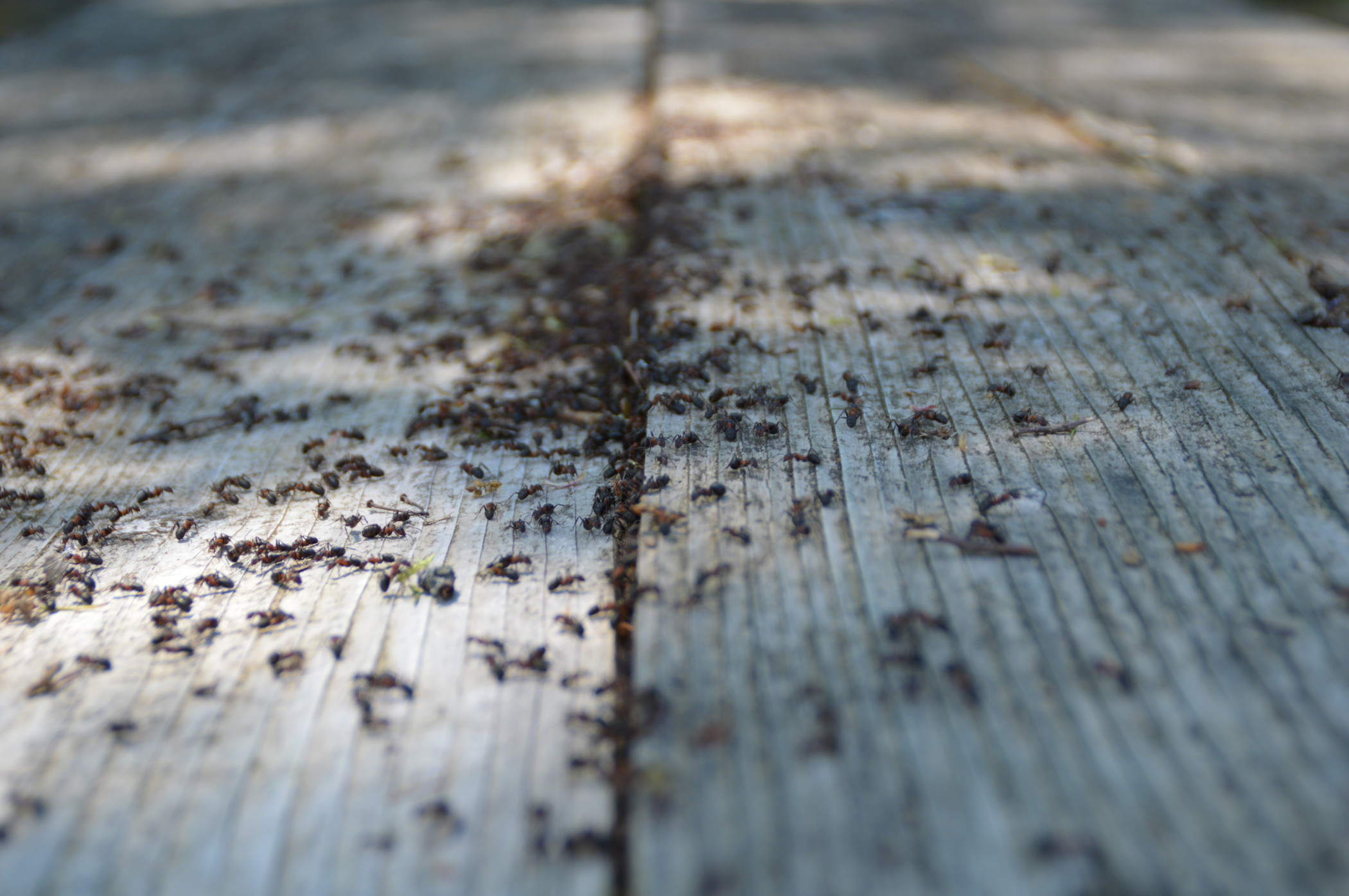 ants swarming on a wooden deck