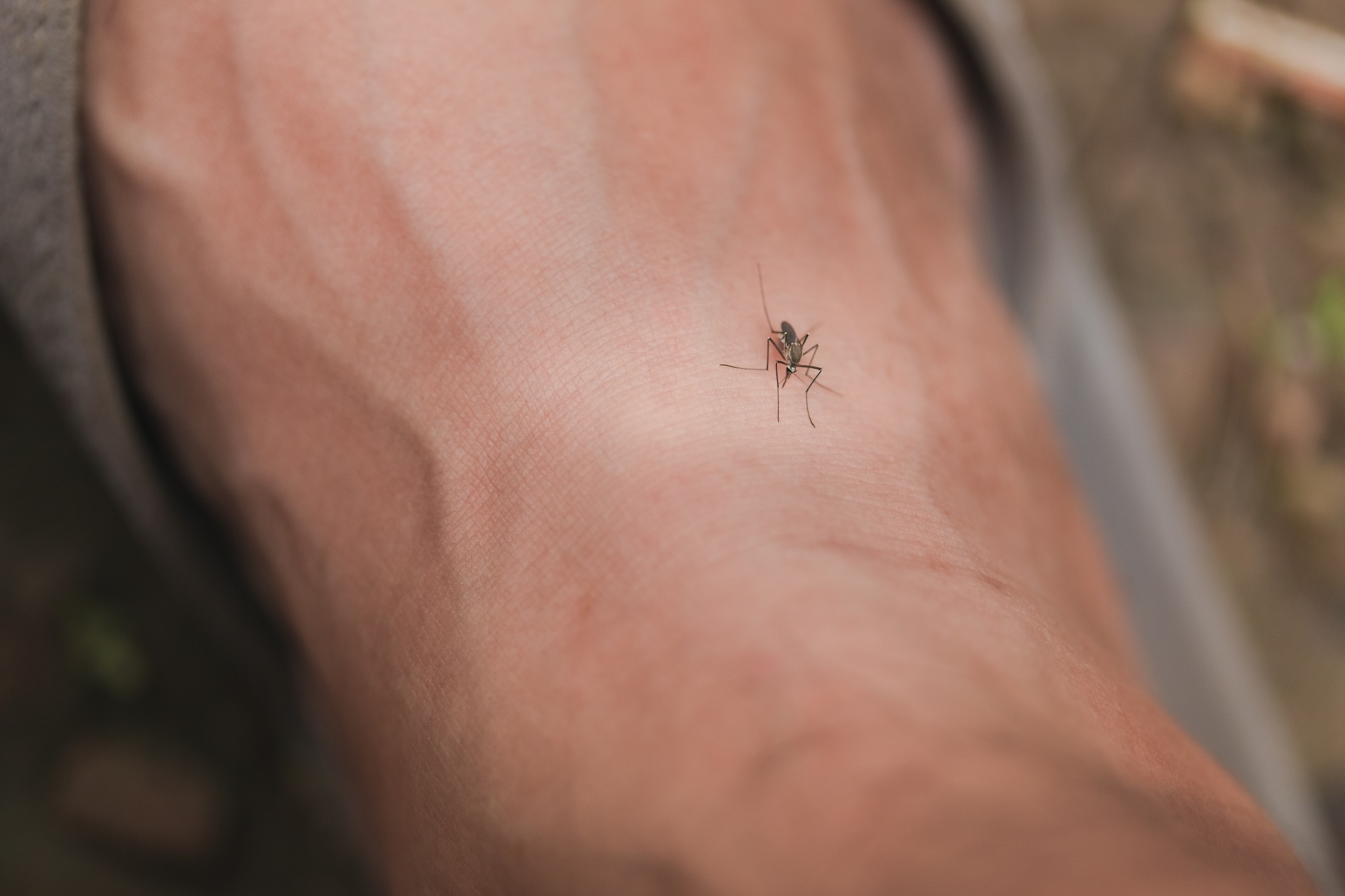 a mosquito on a human skin
