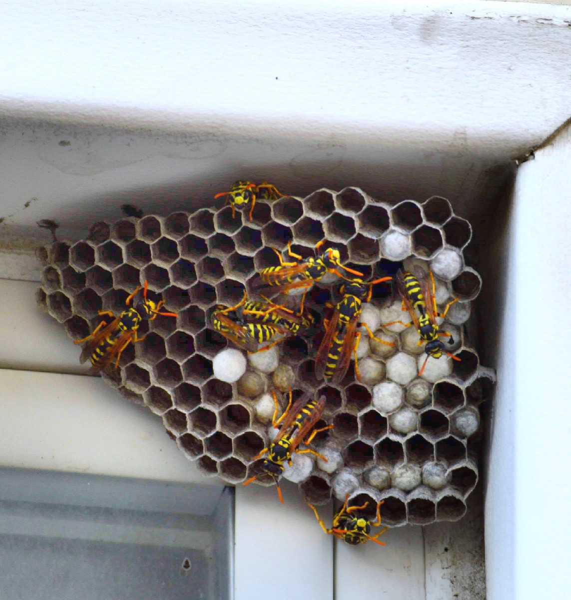 a yellow jacket nest in the house